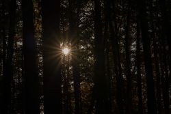 22 Heiderose Detsch 2024 Herbstsonne 2